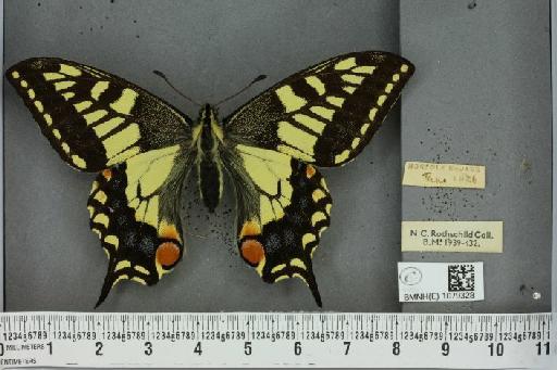 Papilio machaon britannicus ab. analidilatata Obraztsov, 1936 - BMNHE_1079328_64207