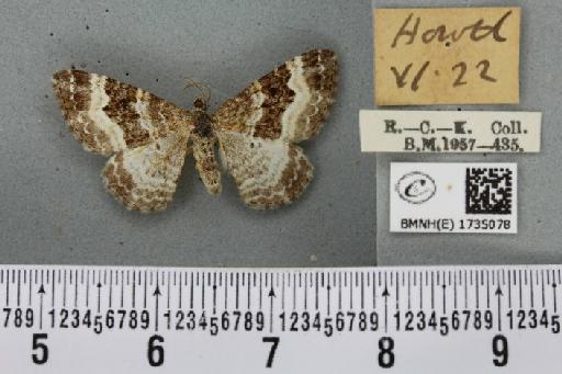 Epirrhoe alternata alternata (Müller, 1764) - BMNHE_1735078_316414