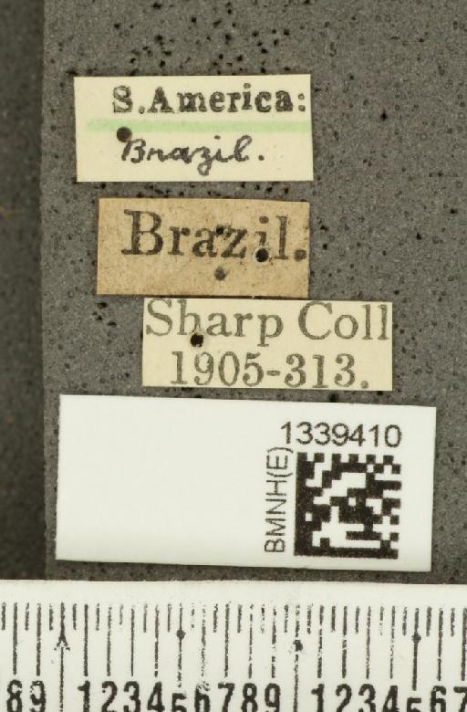 Isotes brasiliensis (Jacoby, 1888) - BMNHE_1339410_label_22529