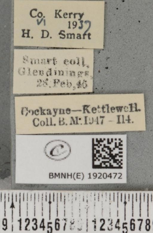 Ematurga atomaria (Linnaeus, 1758) - BMNHE_1920472_label_486346