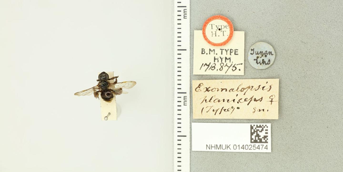Exomalopsis planiceps