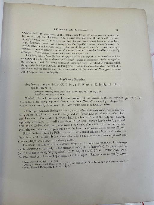 Serpula philippensis McIntosh, 1885 - Challenger Polychaete Scans of Book 344