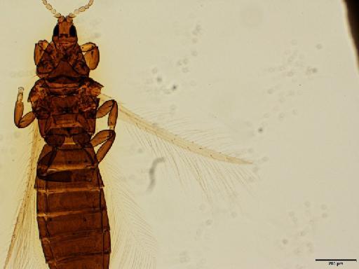 Chirothrips similis Bagnall, 1909 - 012816893_Chirothrips_similis_Lectotype_forewing