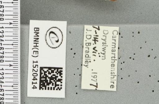 Malacosoma neustria (Linnaeus, 1758) - BMNHE_1520414_label_190181
