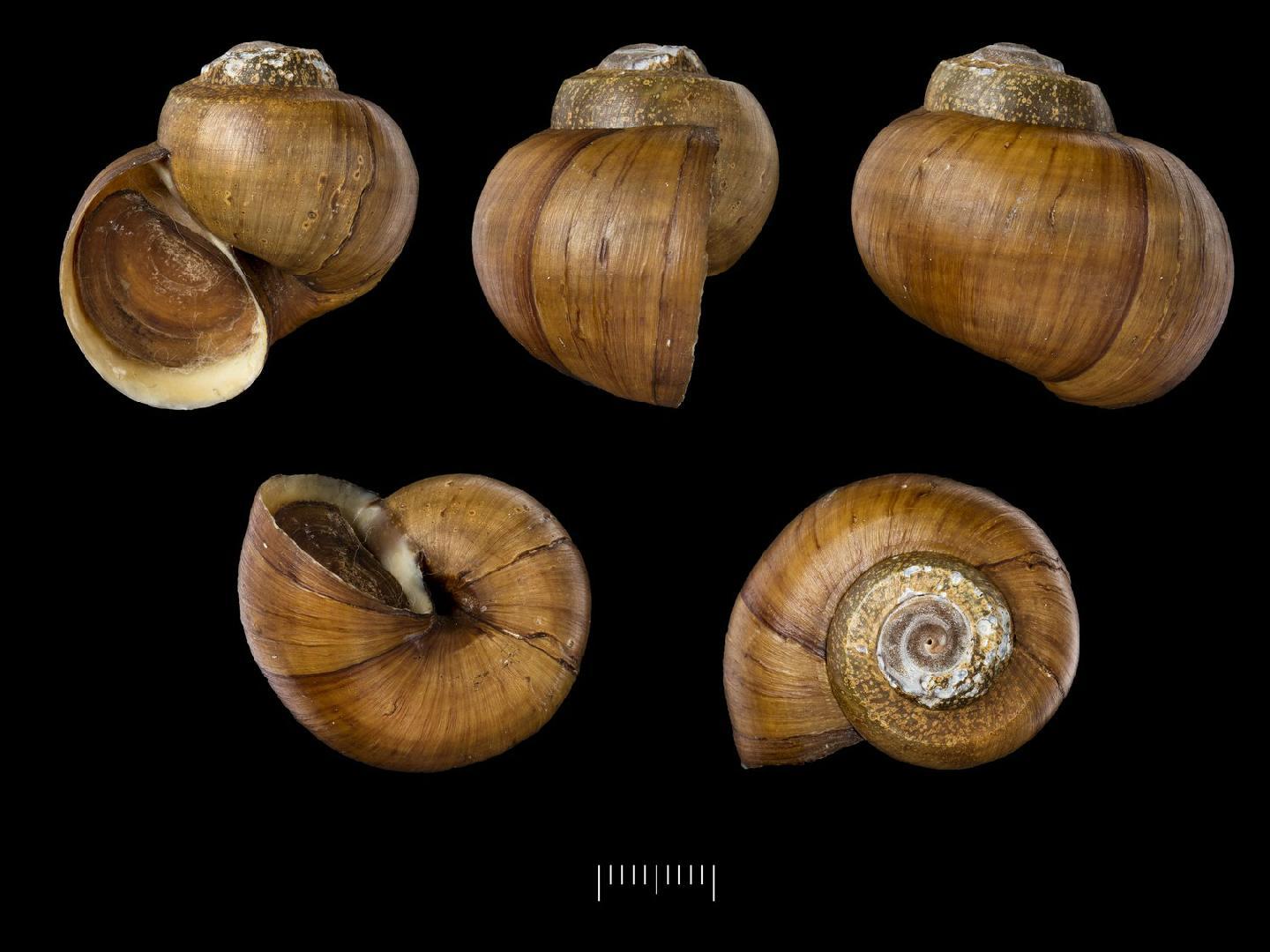 To NHMUK collection (Ampullaria libyca Morelet, 1848; SYNTYPE(S); NHMUK:ecatalogue:7787887)