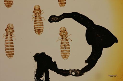 Hecatrishula koslovae Clay, 1936 - 010670690_specimen