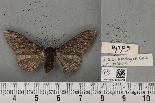 Biston betularia (Linnaeus, 1758) - BMNHE_1842694_412274