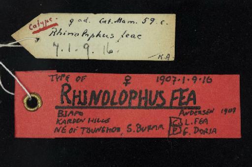 Rhinolophus feae Andersen, 1907 - 1907_1_9_16-Rhinolophus_feae-Syntype-Skull-label