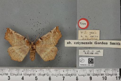 Selenia dentaria ab. deumbraria Klemensiewicz, 1929 - BMNHE_1881188_446509