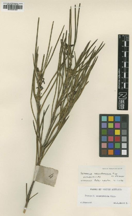 Persoonia saundersiana Kippist ex Meisn. - BM000991982