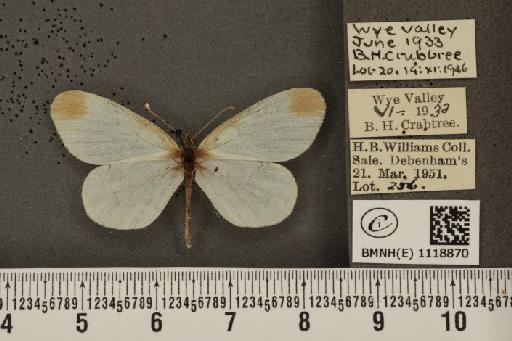 Leptidea sinapis sinapis ab. ganarew Frohawk, 1914 - BMNHE_1118870_73810