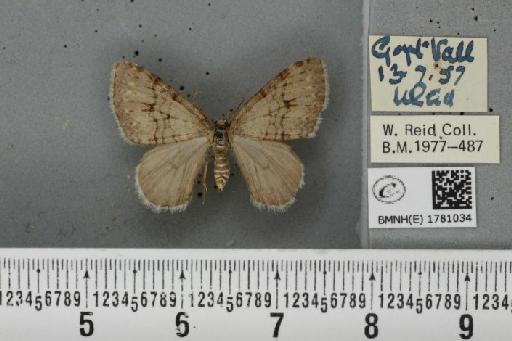 Venusia cambrica ab. bradyi Prout, 1904 - BMNHE_1781034_363797