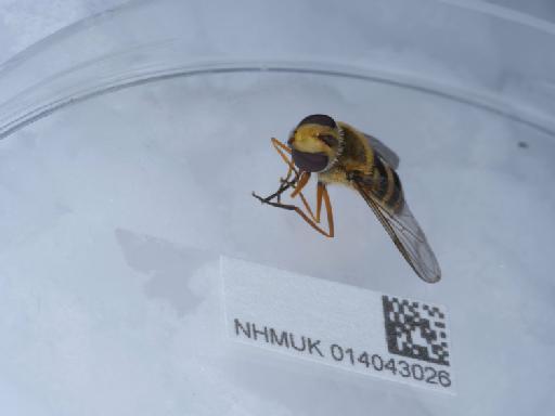 Syrphus ribesii (Linnaeus, 1758) - 014043026_3