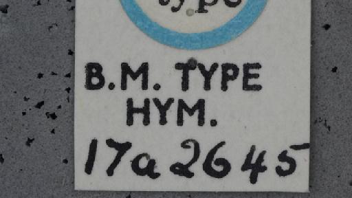 Andrena wollastoni Cockerell, 1922 - Andrena_wollastoni- NHMUK010264942-syntype-female-label_4