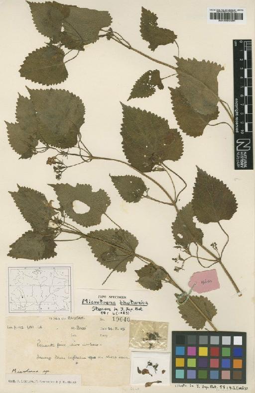 Microtoena bhutanica Stearn - BM000950461