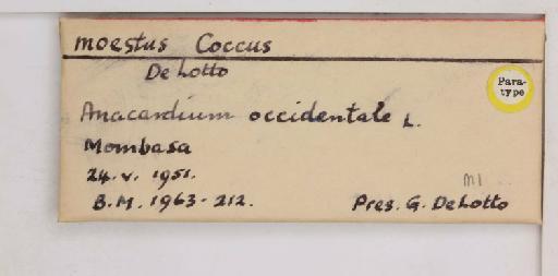 Coccus moestus De Lotto, 1959 - 010713864_additional