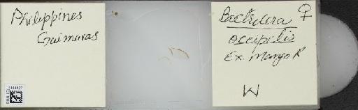 Bactrocera (Bactrocera) occipitalis (Bezzi, 1919) - BMNHE_1444427_57384