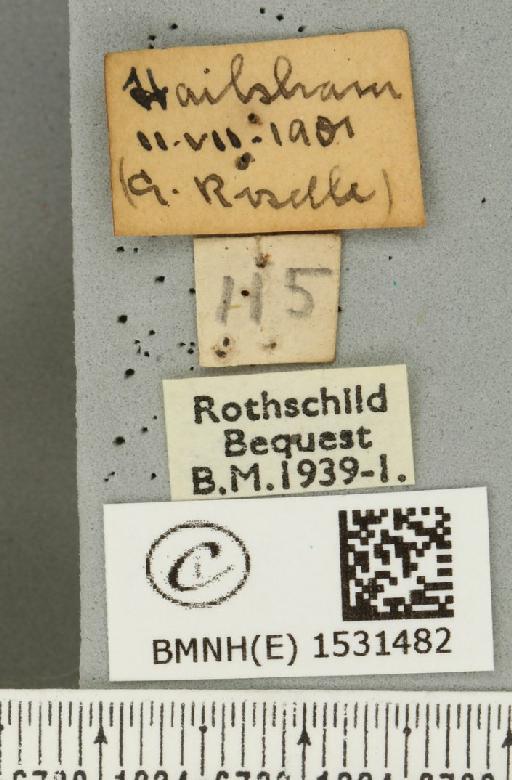 Malacosoma neustria (Linnaeus, 1758) - BMNHE_1531482_label_191293