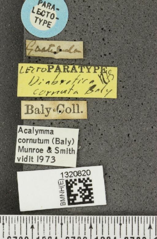 Acalymma cornutum (Baly, 1886) - BMNHE_1320820_label_21351