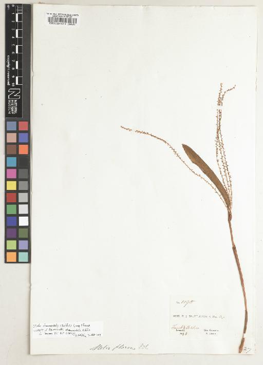 Stelis chamaestelis (Rchb.f.) Garay & Dunst. - BM000084101