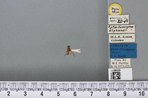 Bactrocera (Bactrocera) kraussi (Hardy, 1951) - BMNHE_1436050_29745