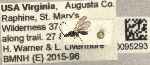 Belytinae Förster, A., 1856 - Hymenoptera 010095293