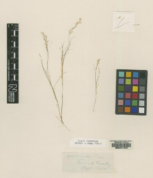 Agrostis media Carmich. - BM000617981