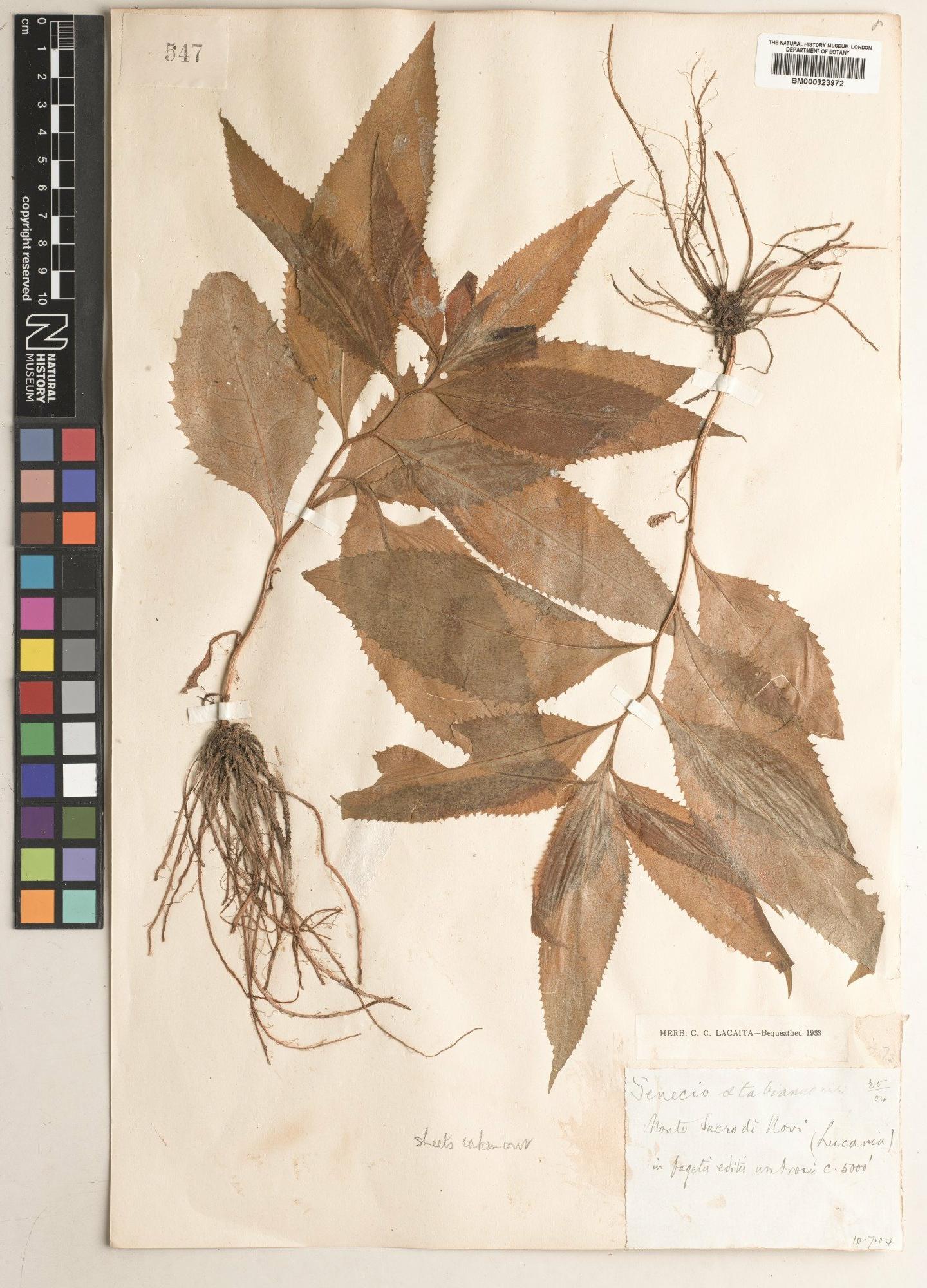 To NHMUK collection (Senecio stabianus Lacaita; NHMUK:ecatalogue:4615105)