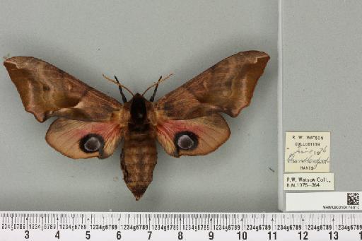 Smerinthus ocellata ocellata (Linnaeus, 1758) - NHMUK_010474910_525210