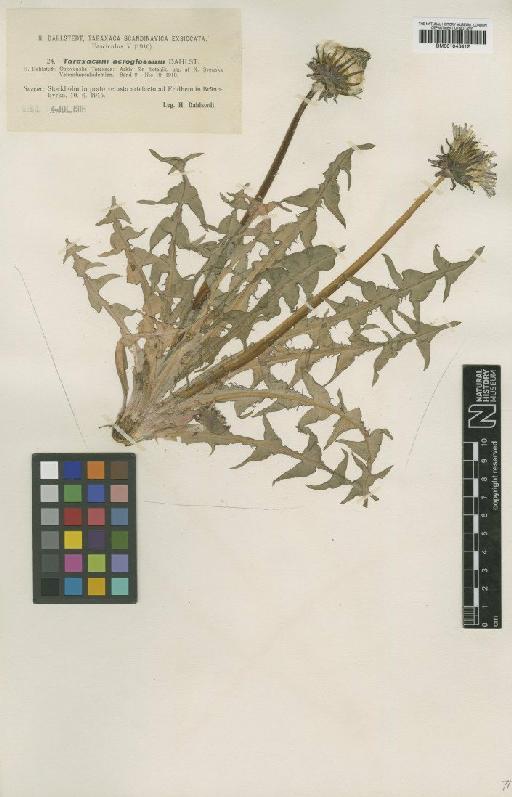 Taraxacum acroglossum Dahlst - BM001043412