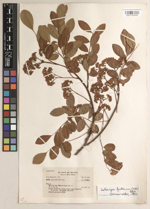 Dalbergia frutescens (Vell.) Britton - BM013406450