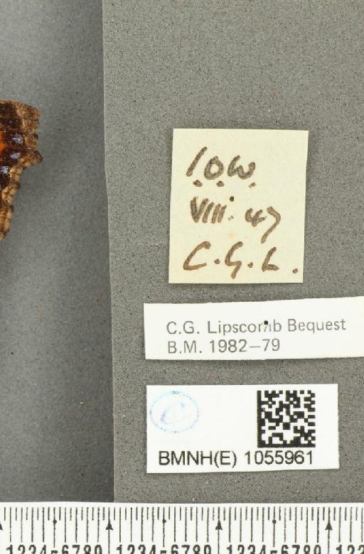 Aglais urticae ab. parvinotata Raynor, 1909 - BMNHE_1055961_label_45275