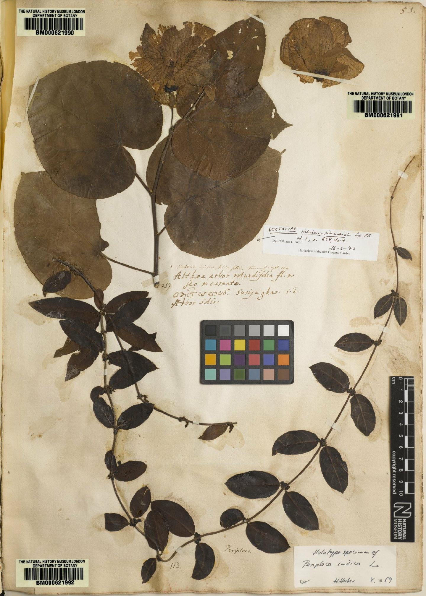 To NHMUK collection (Hibiscus tiliaceus L.; Lectotype; NHMUK:ecatalogue:4705937)