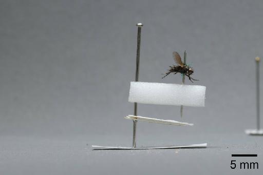 Sarcophaga (Myorhina) nigriventris Meigen, 1826 - 015092259_lateral