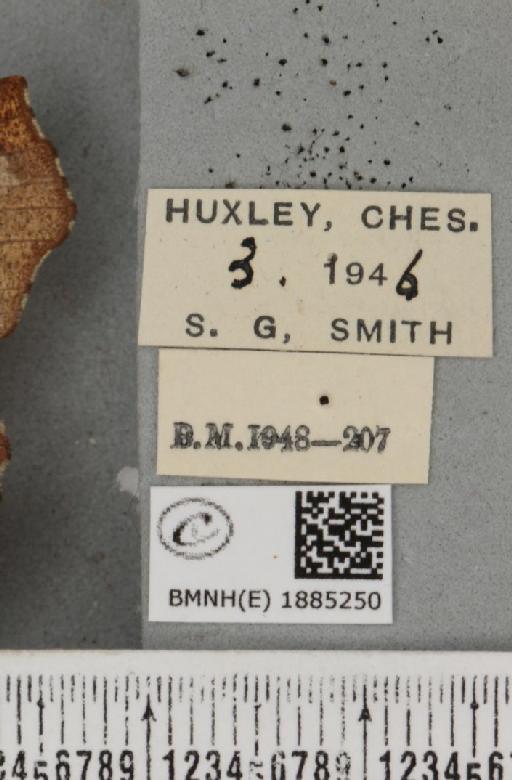 Selenia dentaria (Fabricius, 1775) - BMNHE_1885250_label_445114