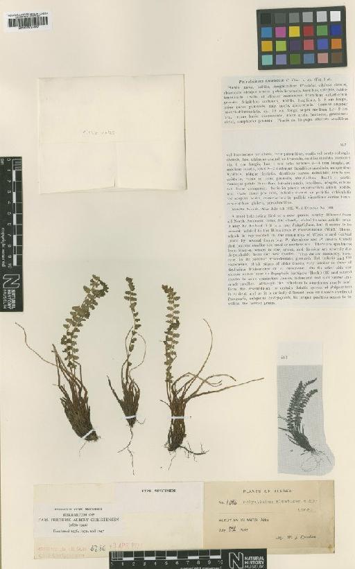 Polystichum aleuticum C.Chr. - BM000937887