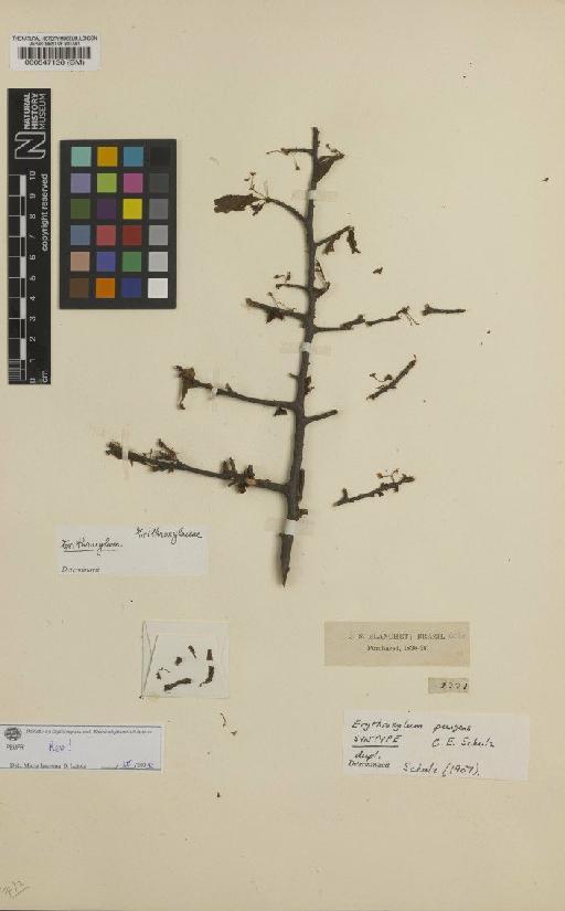 Erythroxylum pungens Schulz - BM000547136