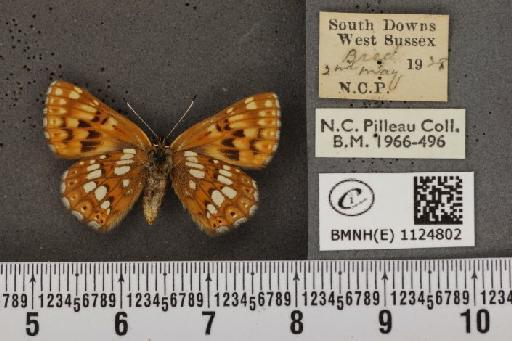 Hamearis lucina (Linnaeus, 1758) - BMNHE_1124802_79360