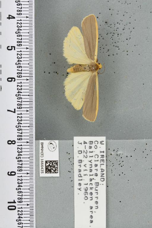 Eilema lurideola (Zincken, 1817) - BMNHE_1666435_288233
