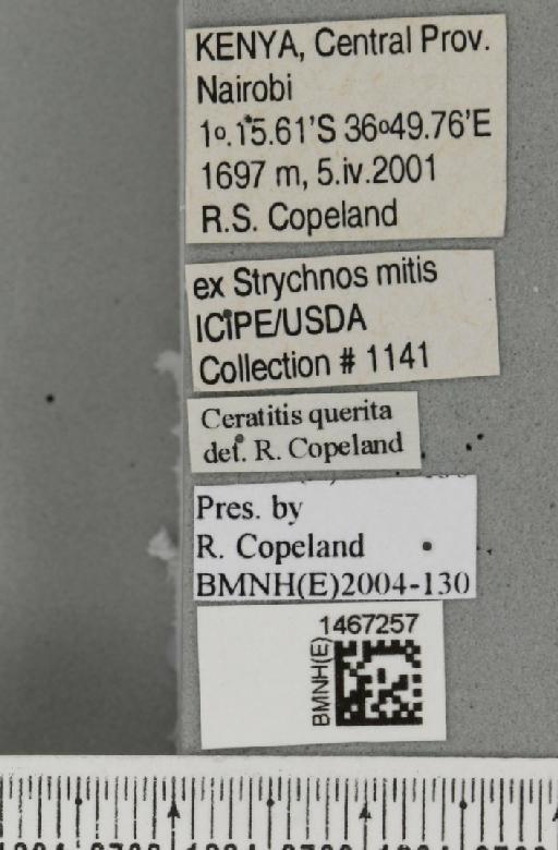 Trirhithrum queritum Munro, 1937 - BMNHE_1467257_label_43374