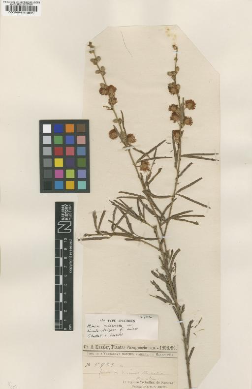 Mimosa xanthocentra subsp. subsericea (Benth.) Barneby - BM000545410