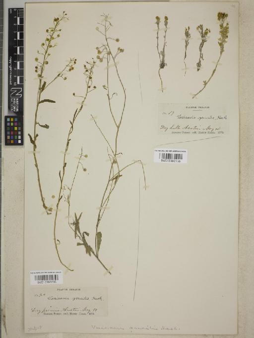 Lesquerella gracilis subsp. gracilis - BM013393196