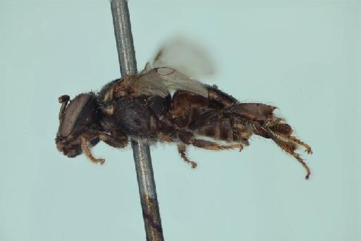 Austroplebeia essingtoni (Cockerell, 1905) - BMNH(E)969181 habitus lateral