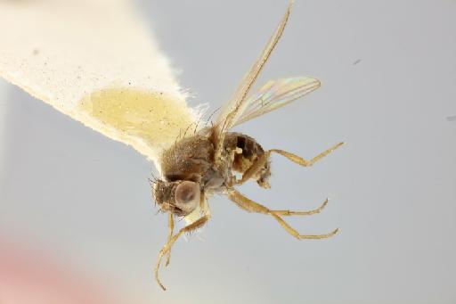 Drosophila silvestris Basden, 1954 - 010862552 Drosophila silvestris holotype female frontolateral