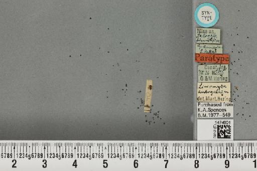 Liriomyza andryalae Hering, 1927 - BMNHE_1474801_60757