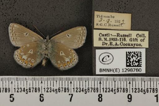 Polyommatus icarus icarus ab. antico-obsoleta Tutt, 1910 - BMNHE_1298780_149264
