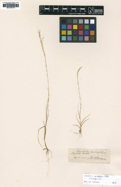 Sporobolus pulchellus R.Br. - BM000991676