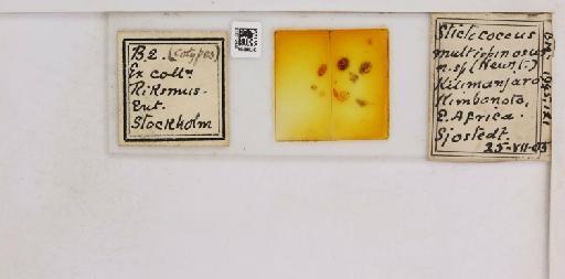 Parastictococcus multispinosus Newstead, 1908 - 010714946__