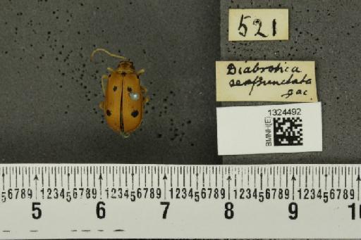 Isotes sexpunctata (Jacoby, 1878) - BMNHE_1324492_a_21976