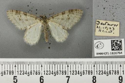Trichopteryx carpinata (Borkhausen, 1794) - BMNHE_1836764_409524